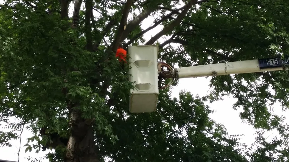 Local landscape design experts serving Portland, TN - Falling Timbers Tree Service