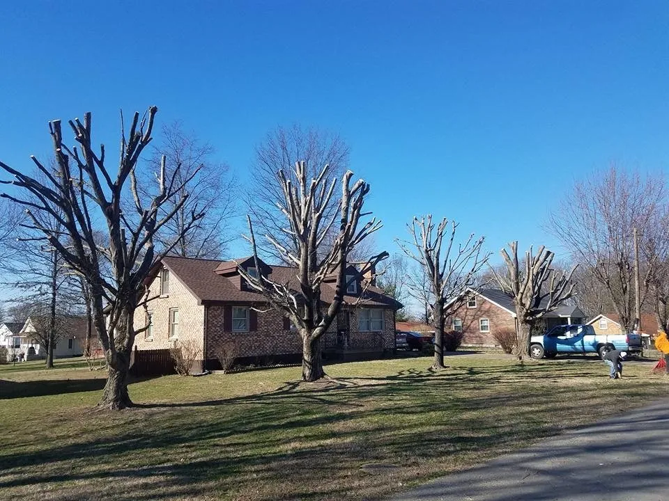 Professional residential landscaping in Portland, TN by Falling Timbers Tree Service