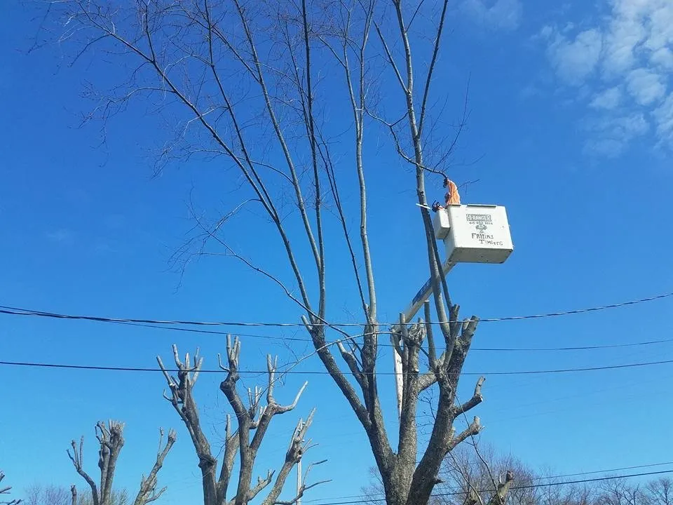 Trusted landscape design with custom design across Portland, TN - Falling Timbers Tree Service