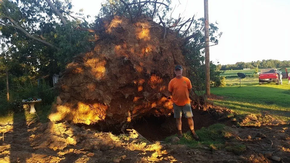Professional yard maintenance for beautiful yards across Portland, TN - Falling Timbers Tree Service