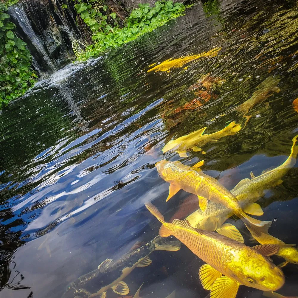 Trusted garden landscaping in Monroe, WA - Falling Water Gardens