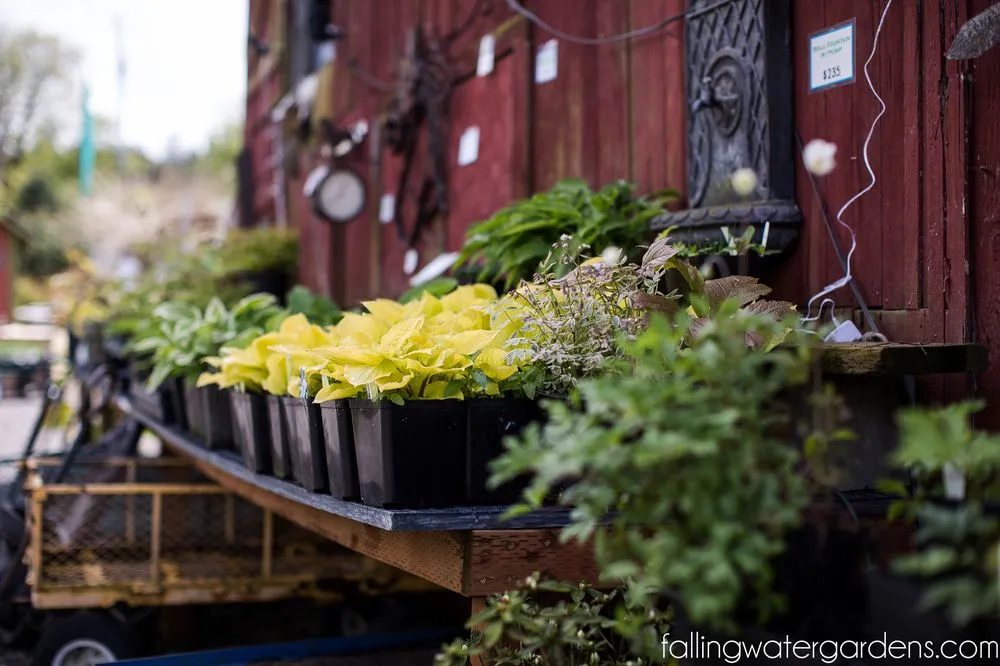 Local yard cleanup service in Monroe, WA - Falling Water Gardens