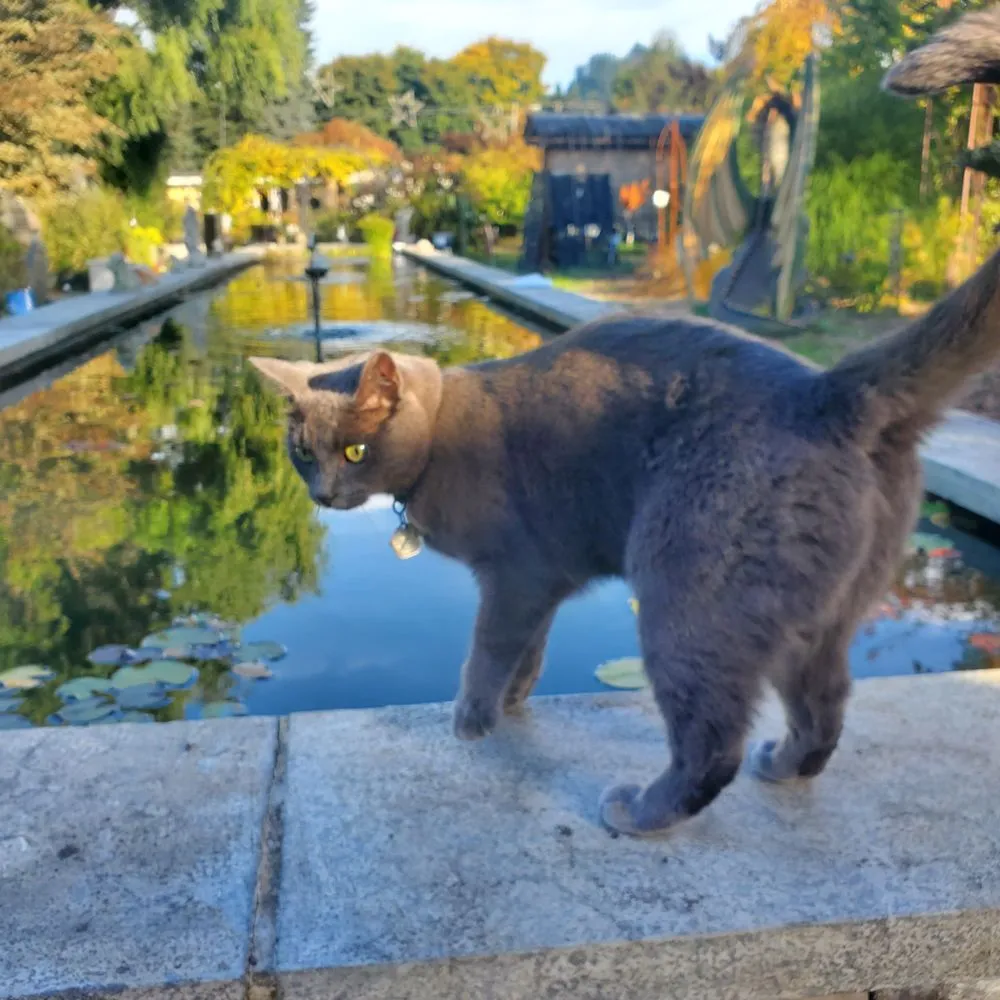 Trusted landscaping services for beautiful yards in Monroe, WA by Falling Water Gardens