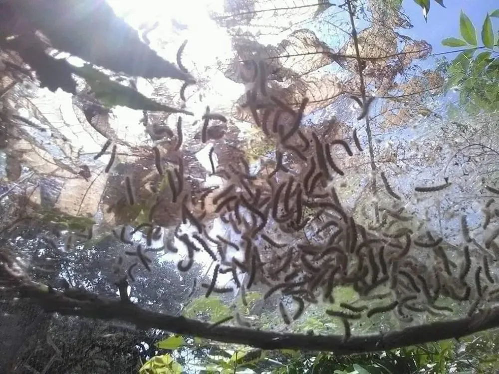 Top-rated landscape installation in Wichita Falls, TX by Falls Turf & Ornamental