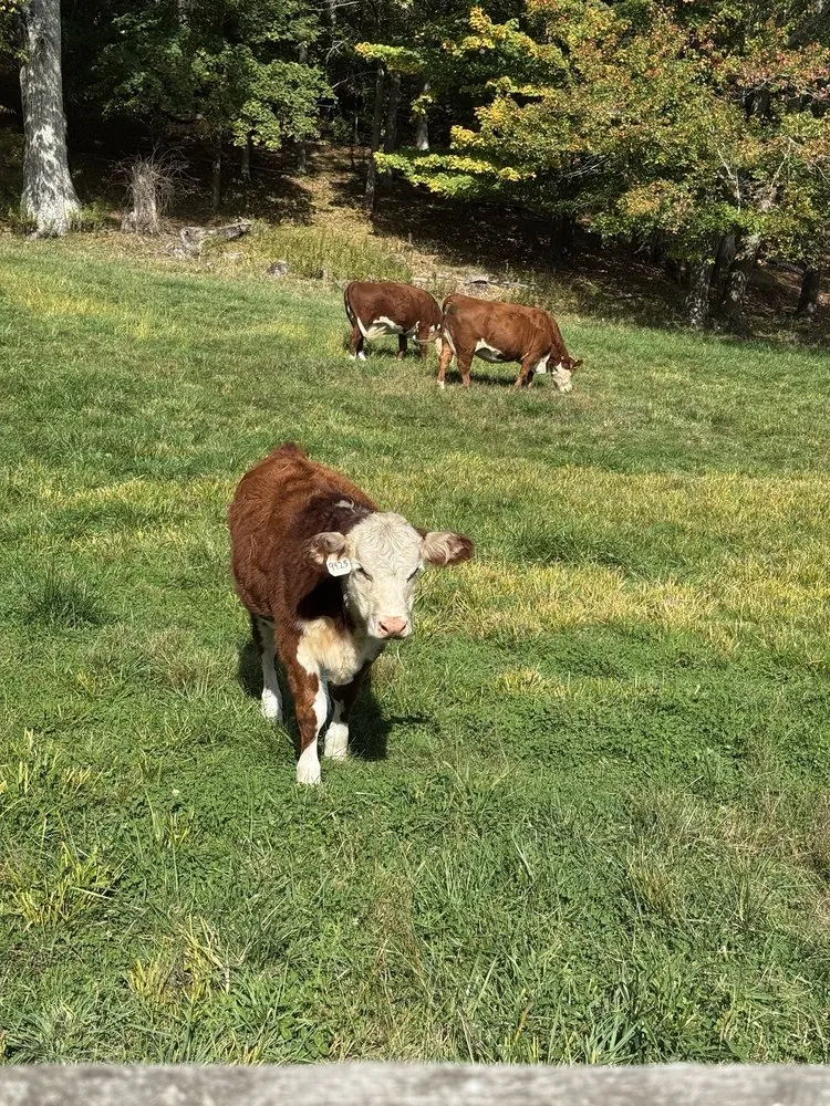 Top-rated landscaping services for year-round maintenance across Falmouth, MA - Falmouth Landscaping