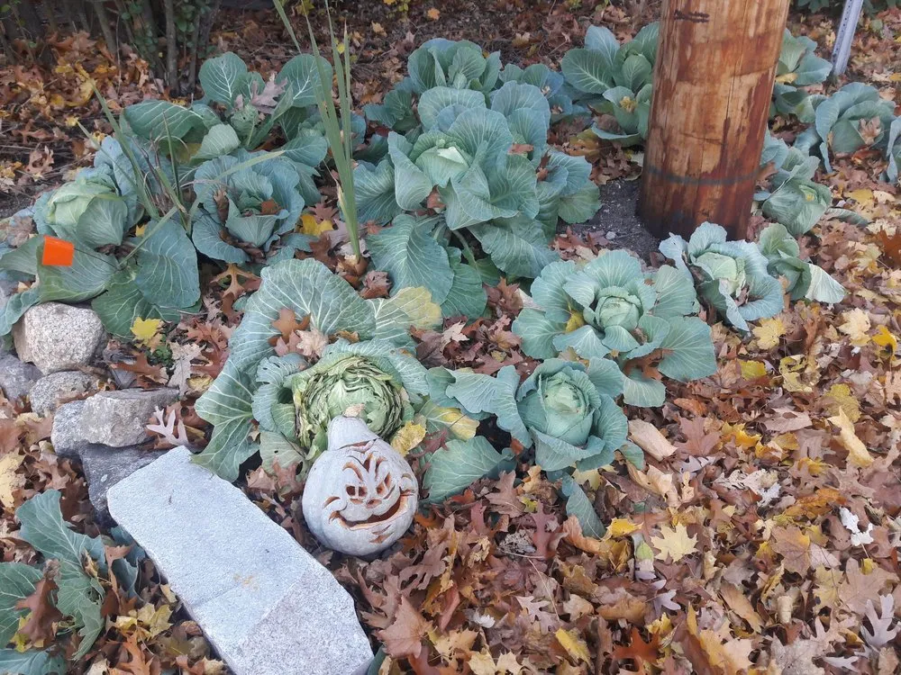 Top-rated outdoor landscaping with custom design across Reading, MA - Family Farms Edible Landscaping