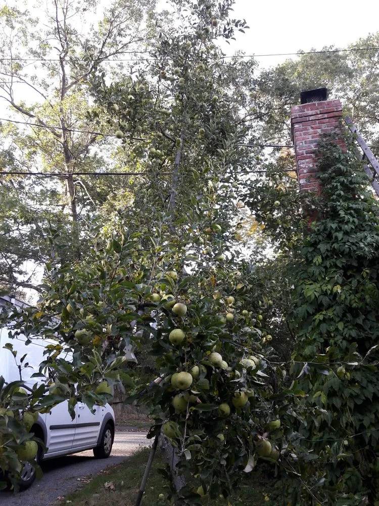 Affordable landscaping services in Reading, MA - Family Farms Edible Landscaping