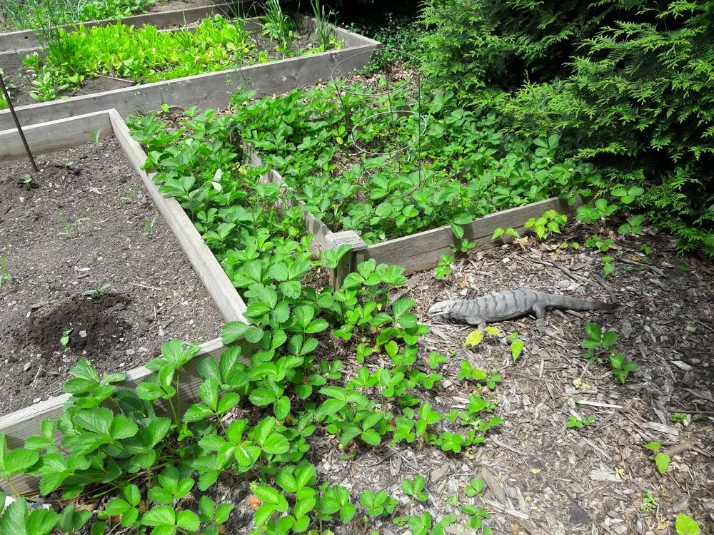 Custom outdoor landscaping experts serving Reading, MA - Family Farms Edible Landscaping