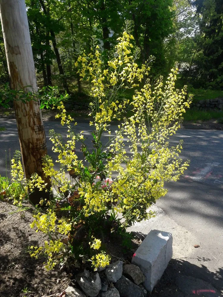 Reliable landscaping services in Reading, MA - Family Farms Edible Landscaping