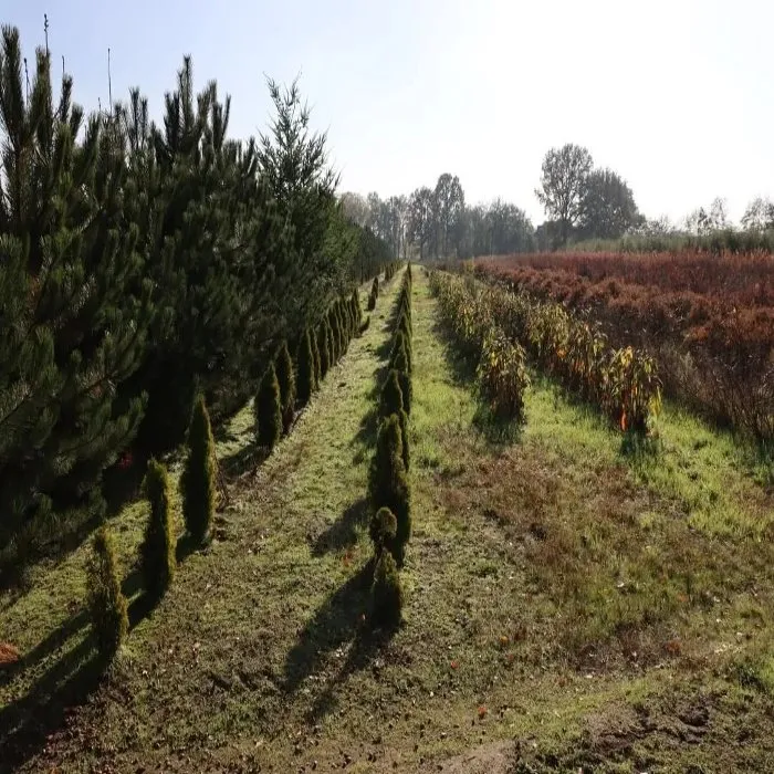 Expert yard maintenance in Aurora, OR by Family Landscape Maintenance