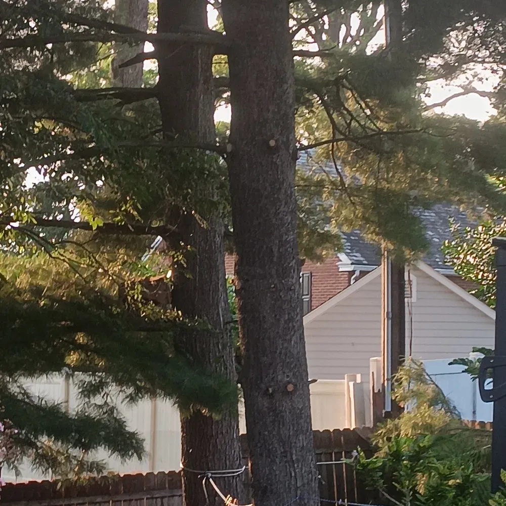 Local yard cleanup service experts serving Lancaster, PA - Family Landscaping & Tree Service