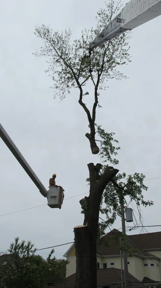 Trusted yard cleanup service experts serving Naperville, IL - Family Landscaping & Treewerks