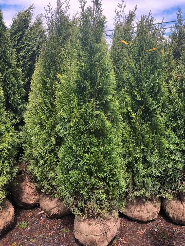 Local garden landscaping for residential properties across Belleville, NJ - Family Landscaping and Pavers