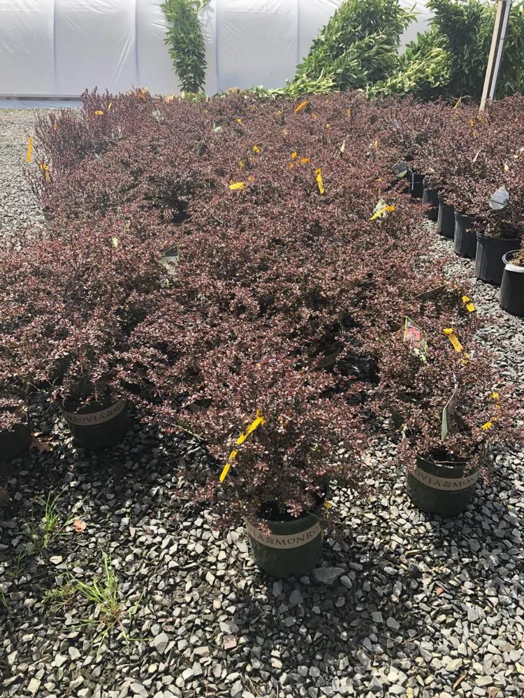 Custom landscape installation in Belleville, NJ by Family Landscaping and Pavers