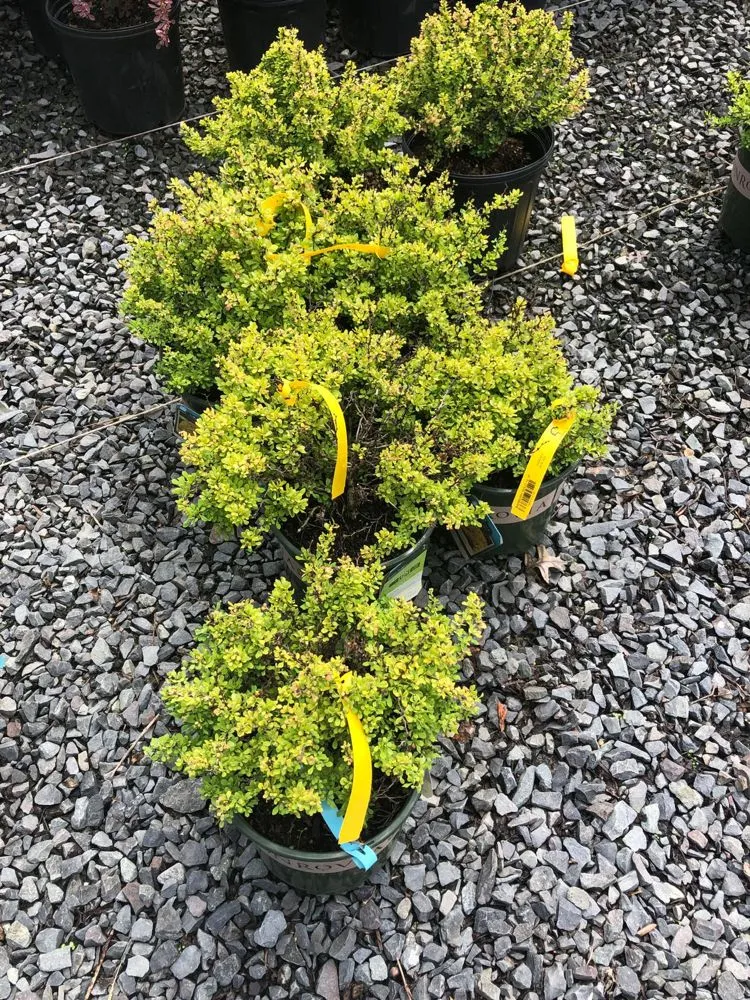 Professional lawn care service in Belleville, NJ - Family Landscaping and Pavers