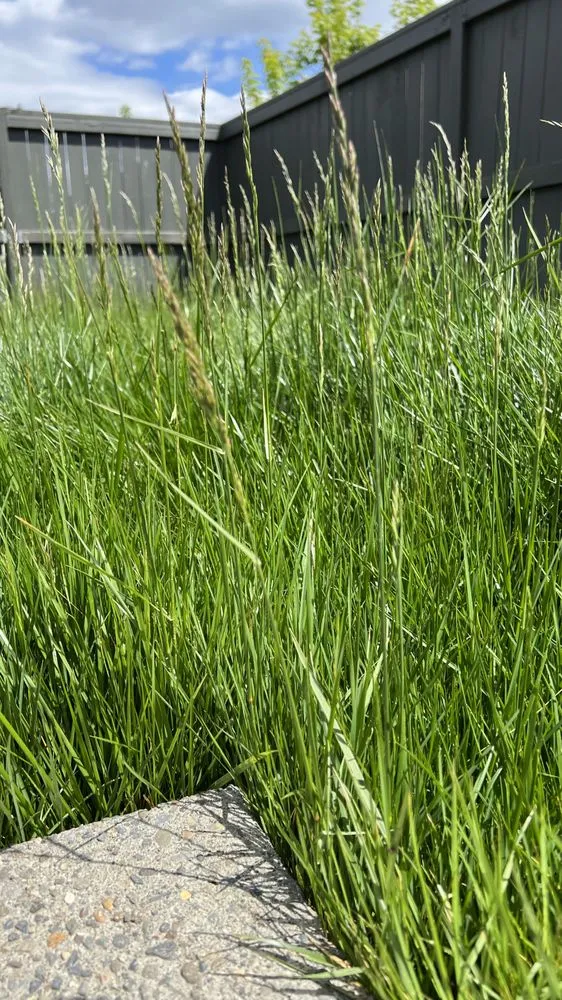 Local yard maintenance for year-round maintenance in Hillsboro, OR by Family Landscaping