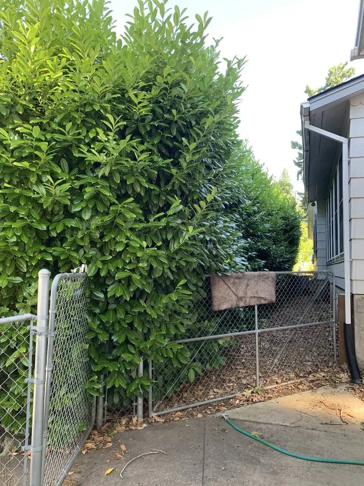 Top-rated landscaping services for outdoor upgrades across Hillsboro, OR - Family Landscaping