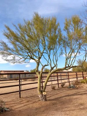 Family Landscaping Logo