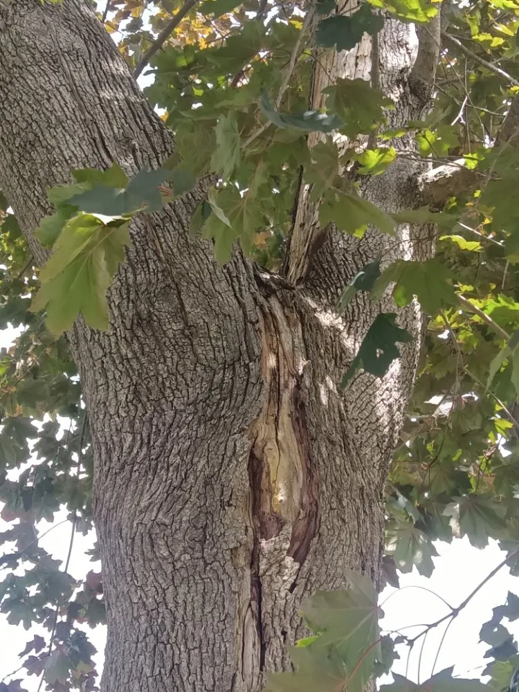 Professional yard maintenance in Middlefield, CT by Family Landscaping Service