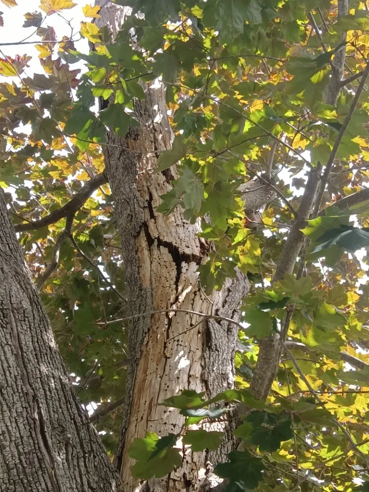 Affordable landscape design in Middlefield, CT - Family Landscaping Service