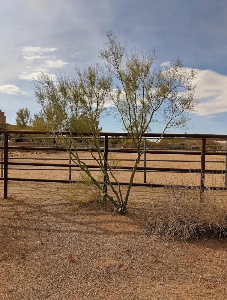 Affordable residential landscaping with custom design in Tonopah, AZ by Family Landscaping