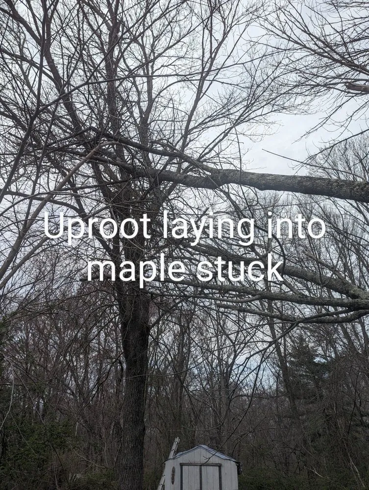 Top-rated yard cleanup service in Plainfield, CT - Family Lawn And Tree Service