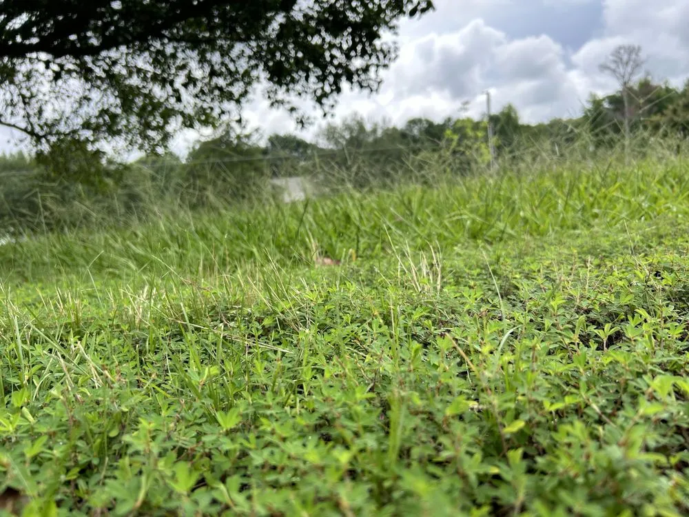 Local lawn care service with custom design across Piedmont, SC - Family Lawn Care