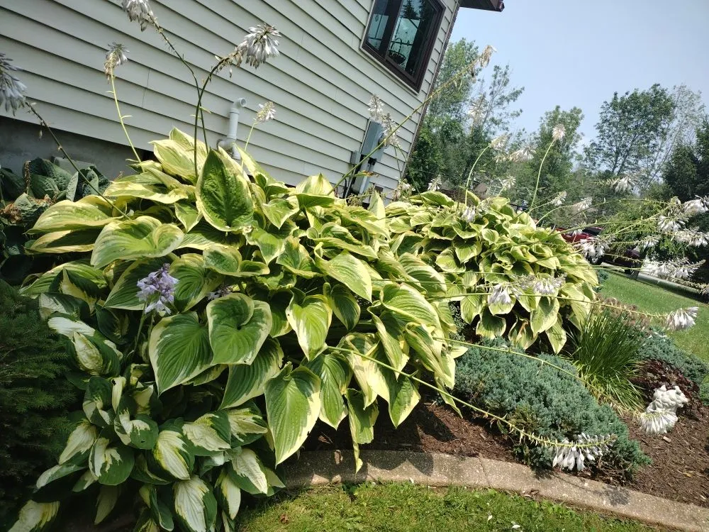 Custom yard cleanup service experts serving Marion, NY - Family Mowers