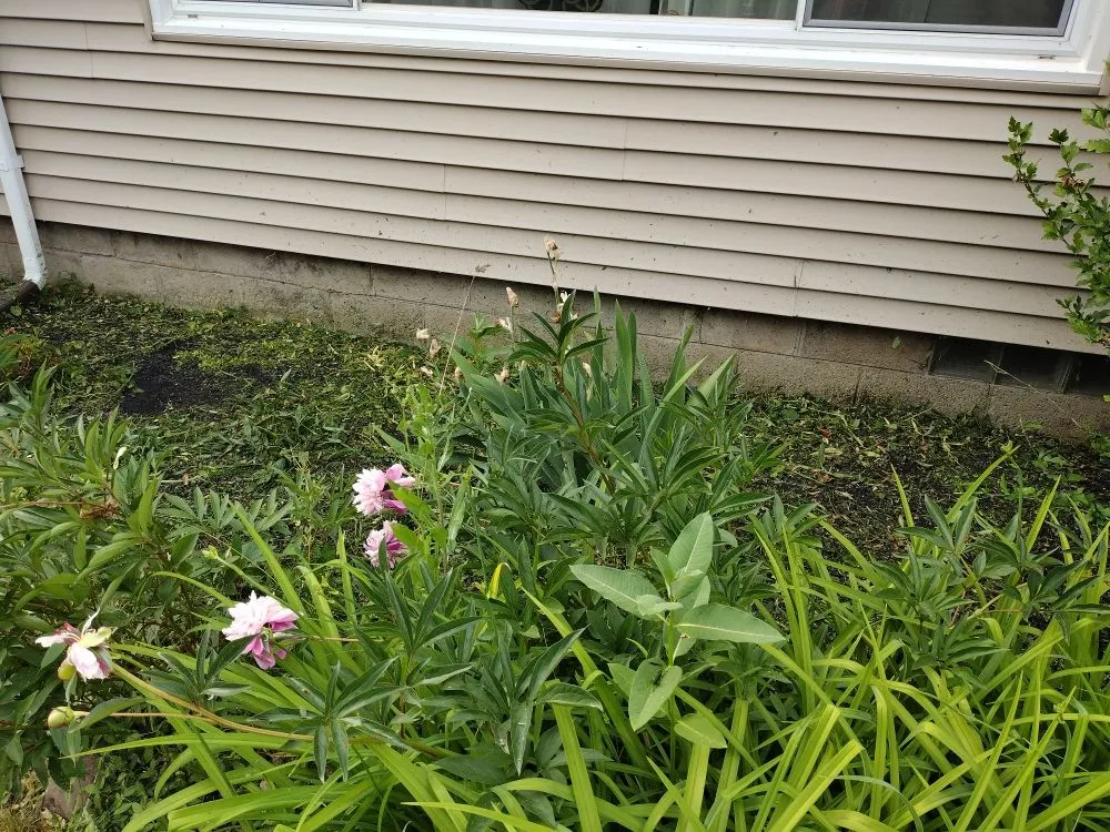 Local yard maintenance in Marion, NY by Family Mowers