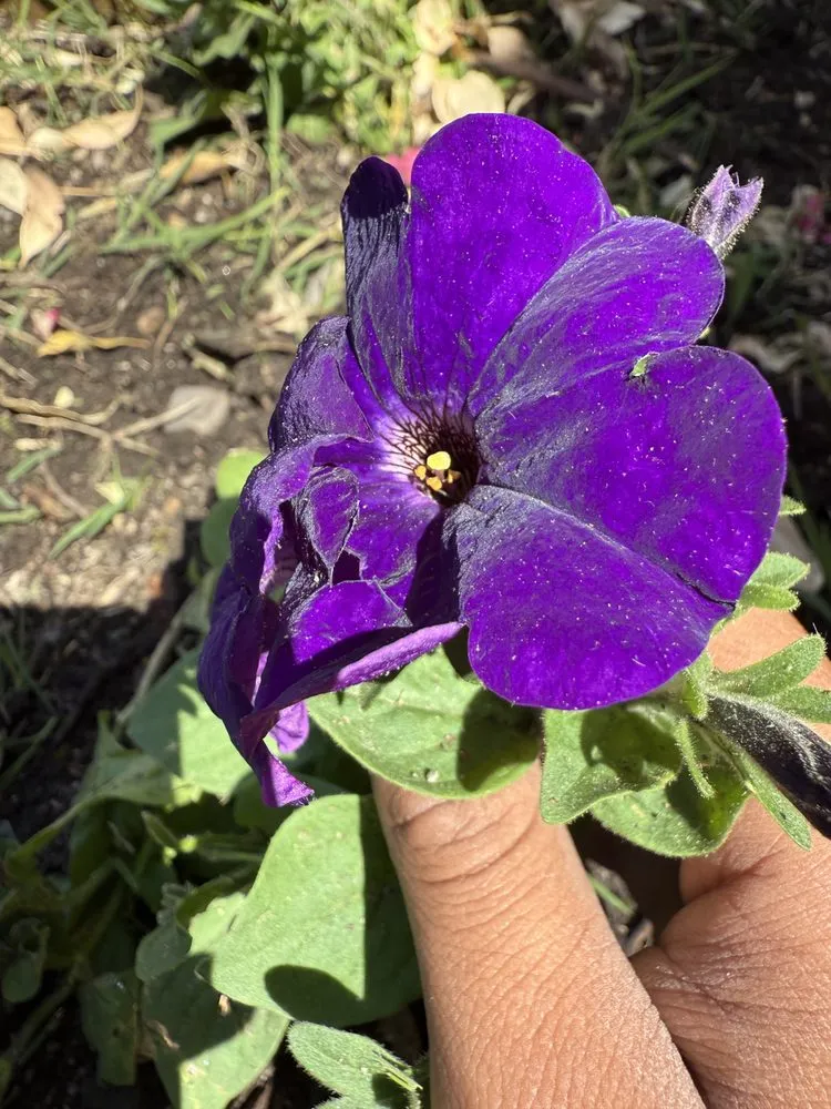 Professional lawn mowing service for homes across New York, NY - Family Munoz Landscaping