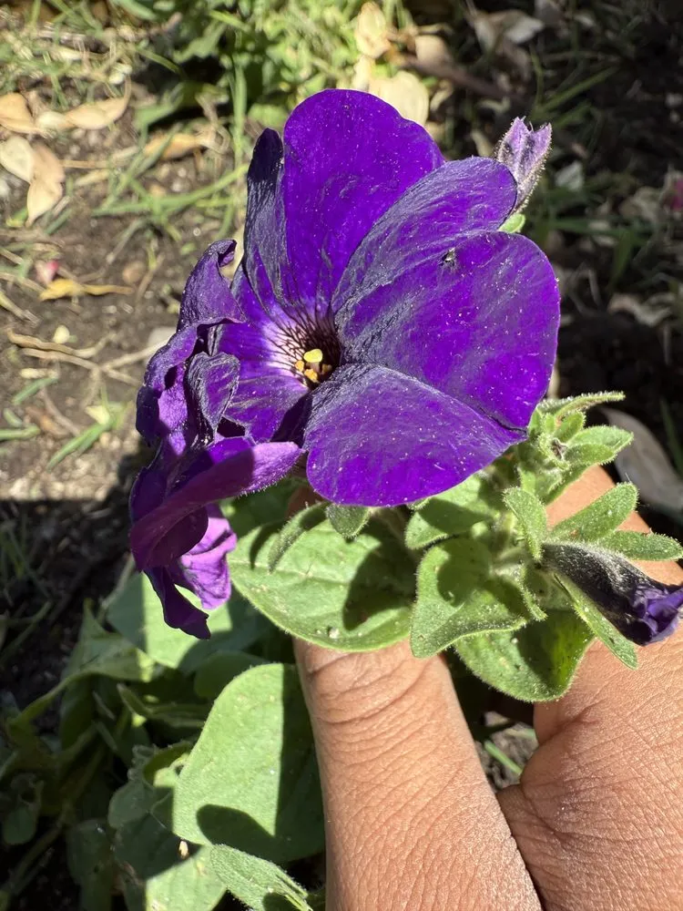 Custom lawn care service experts serving New York, NY - Family Munoz Landscaping