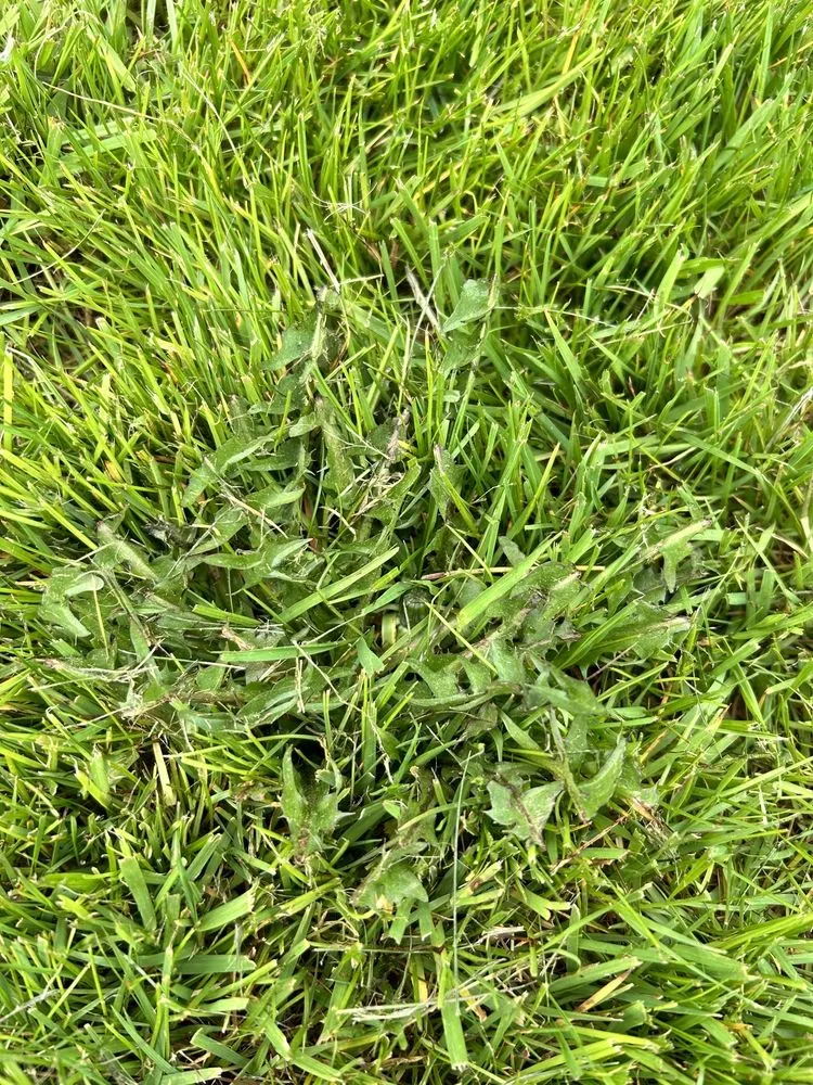 Local landscape installation in Portland, OR by Family Only Landscaping