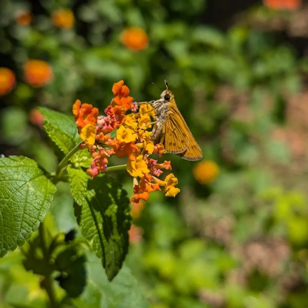 Professional landscape installation in Opelika, AL - Family Roots Nursery and Garden Center
