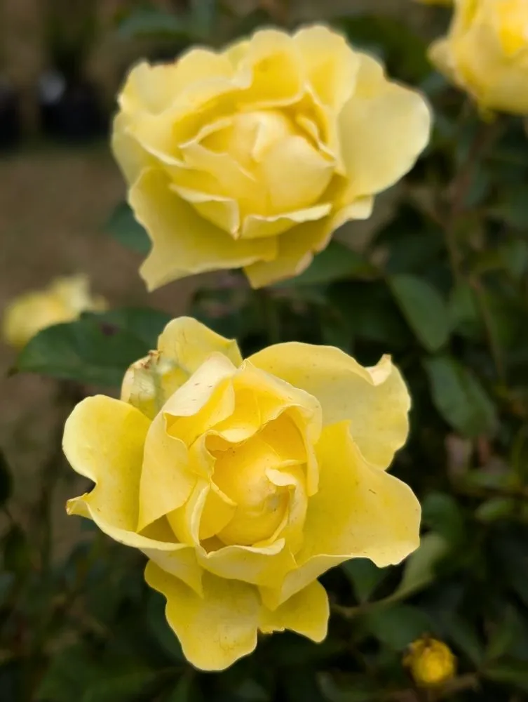 Affordable landscape installation in Opelika, AL - Family Roots Nursery and Garden Center