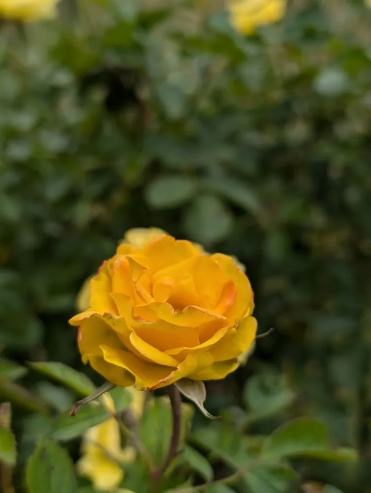 Top-rated lawn mowing service near you across Opelika, AL - Family Roots Nursery and Garden Center