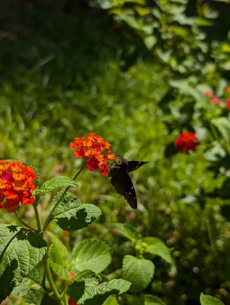 Custom lawn care service for year-round maintenance across Opelika, AL - Family Roots Nursery and Garden Center