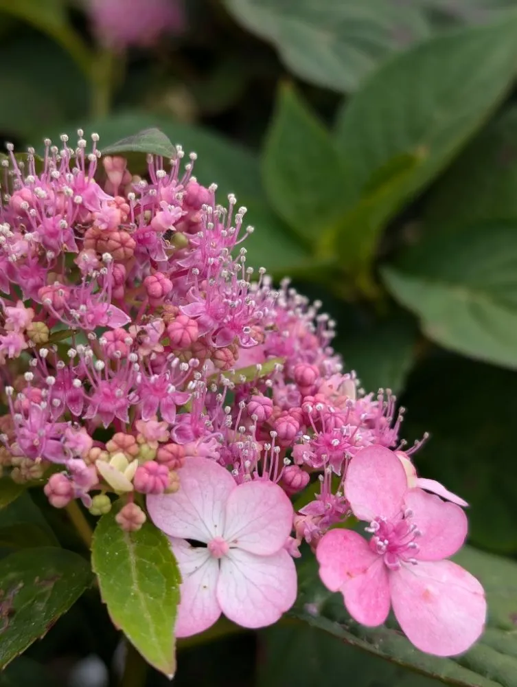 Trusted landscape design in Opelika, AL by Family Roots Nursery and Garden Center