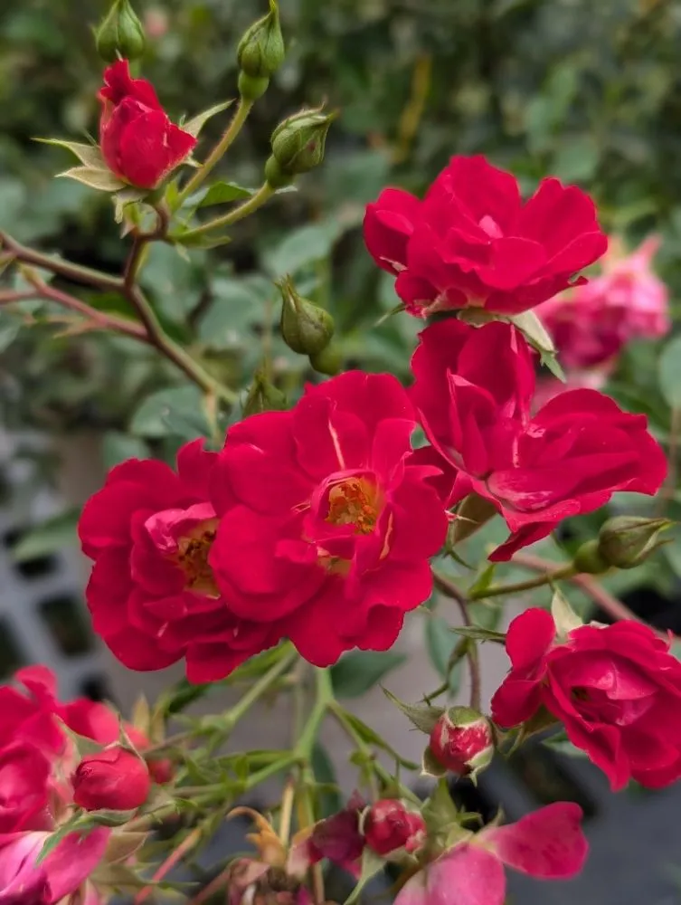 Trusted yard cleanup service experts serving Opelika, AL - Family Roots Nursery and Garden Center