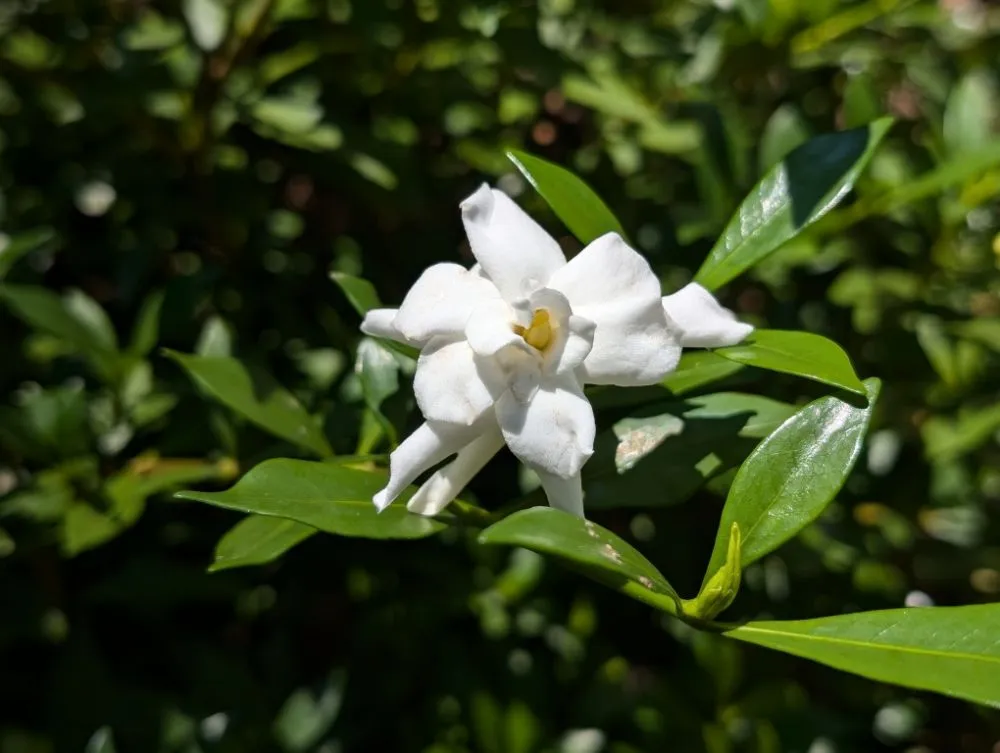 Top-rated landscape installation in Opelika, AL - Family Roots Nursery and Garden Center