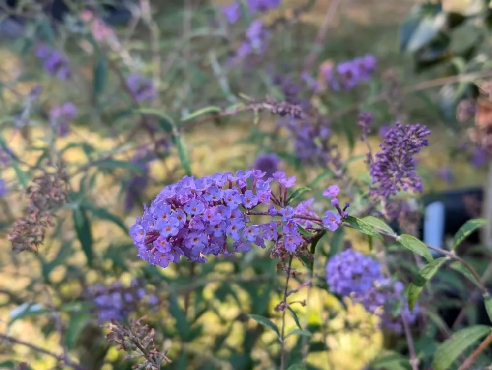 Local yard cleanup service in Opelika, AL by Family Roots Nursery and Garden Center