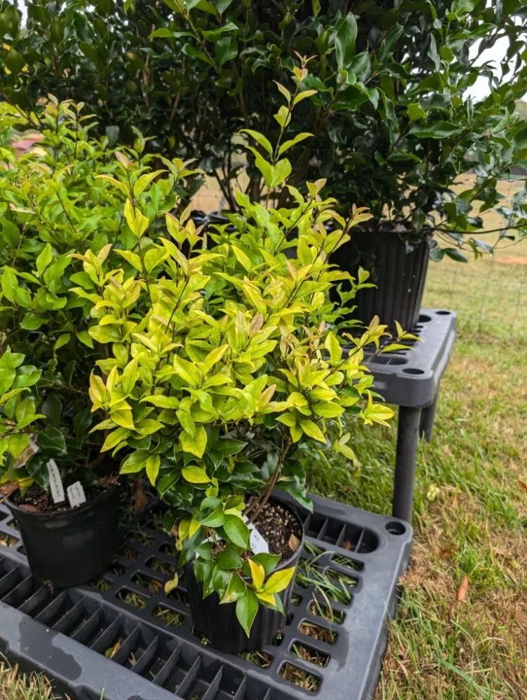 Local lawn mowing service in Opelika, AL by Family Roots Nursery and Garden Center