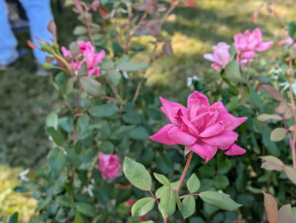 Professional landscape design in Opelika, AL by Family Roots Nursery and Garden Center