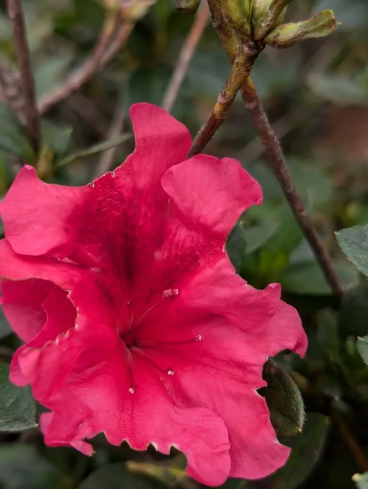 Expert residential landscaping experts serving Opelika, AL - Family Roots Nursery and Garden Center