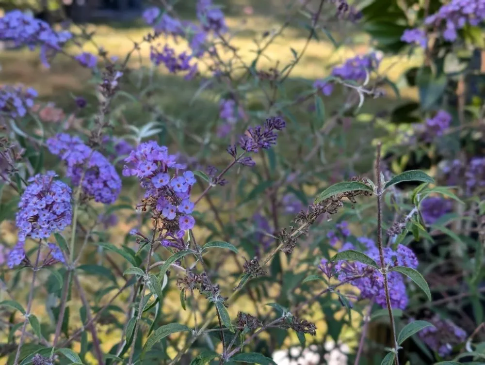 Affordable landscape installation in Opelika, AL by Family Roots Nursery and Garden Center
