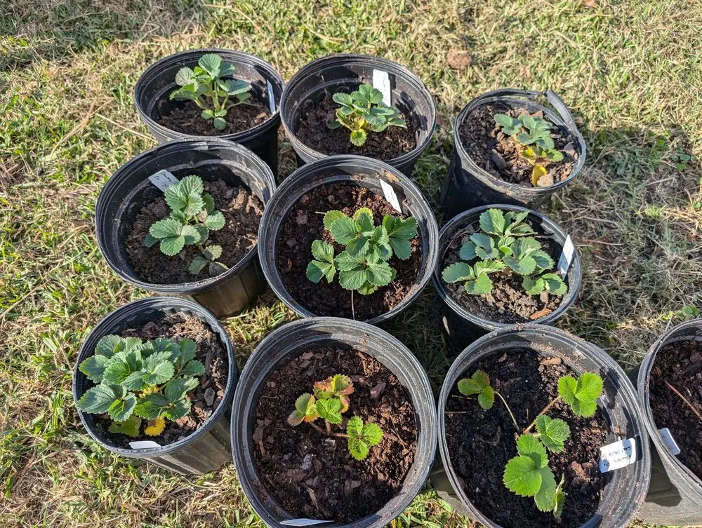 Custom yard cleanup service experts serving Opelika, AL - Family Roots Nursery and Garden Center