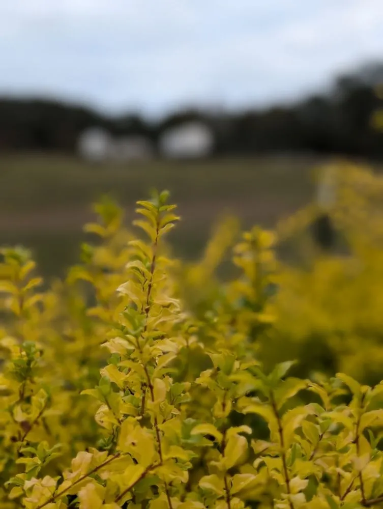 Expert residential landscaping experts serving Opelika, AL - Family Roots Nursery and Garden Center