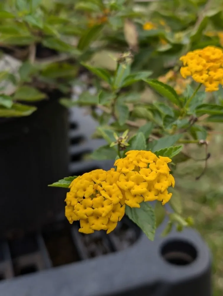 Custom lawn mowing service with custom design across Opelika, AL - Family Roots Nursery and Garden Center