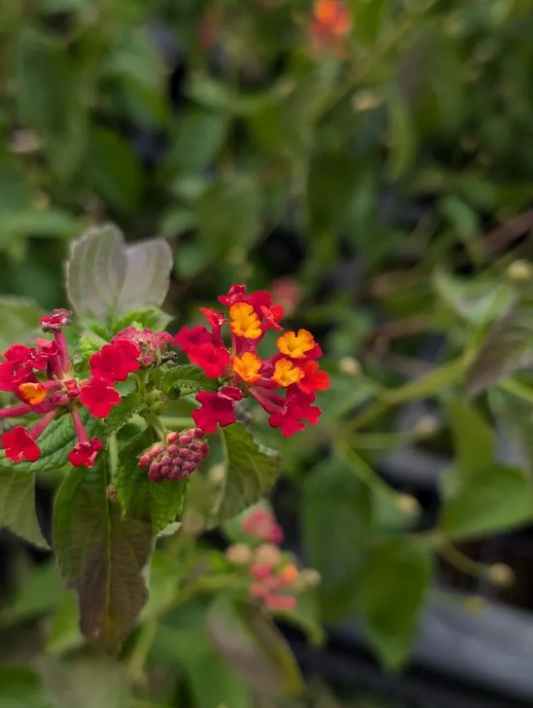 Top-rated outdoor landscaping for homes in Opelika, AL by Family Roots Nursery and Garden Center