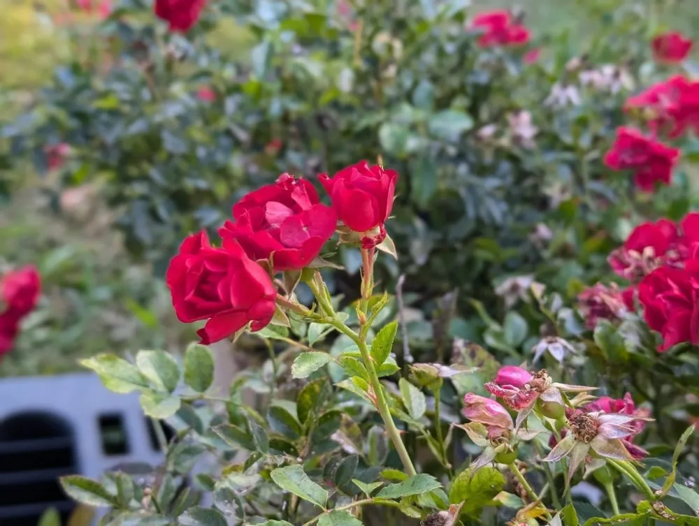 Local landscape installation in Opelika, AL - Family Roots Nursery and Garden Center