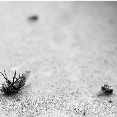 Family Tree and Turf Care Logo